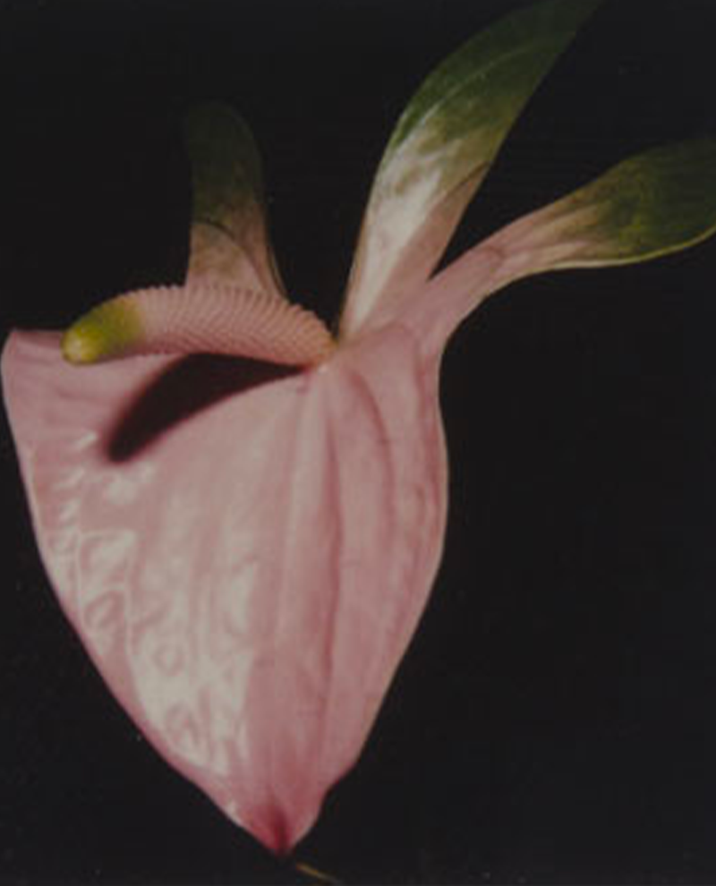 Araki, Polaroïds intimes et le secret d'une vie qui devient art