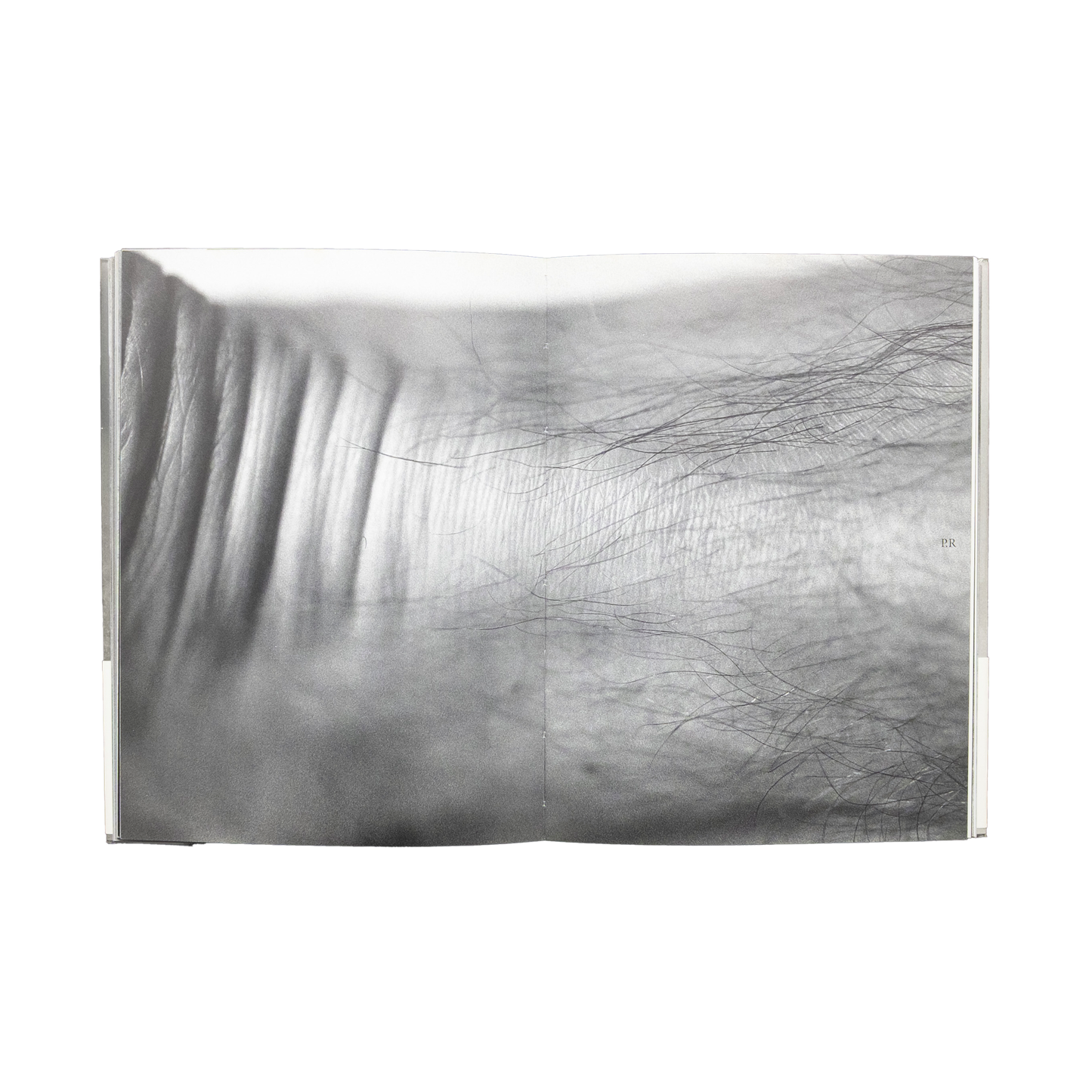 Sawaru / Chromosome XY