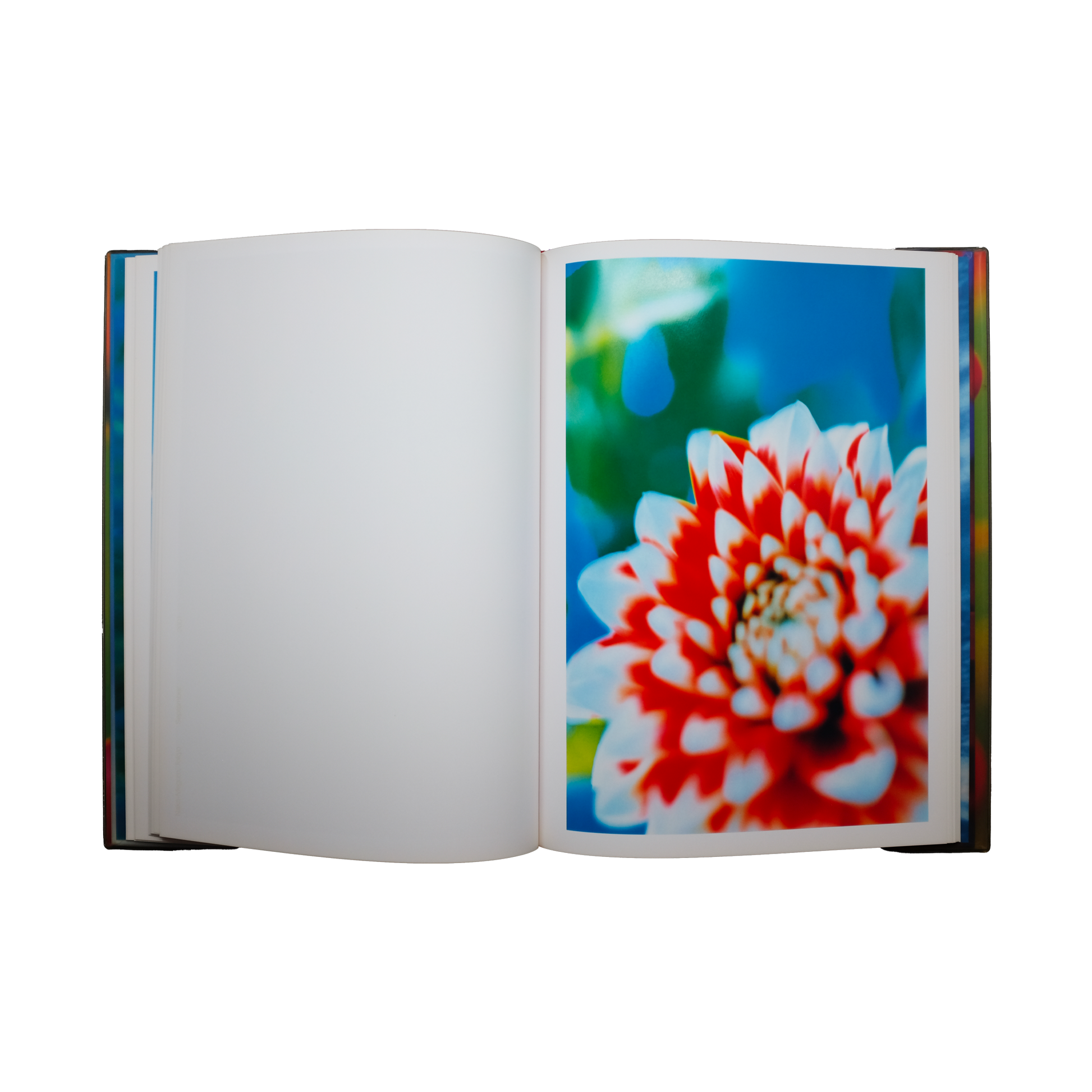 bleu minuit club - Acid Bloom - Mika Ninagawa