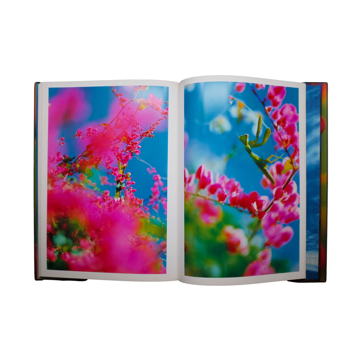 bleu minuit club - Acid Bloom - Mika Ninagawa